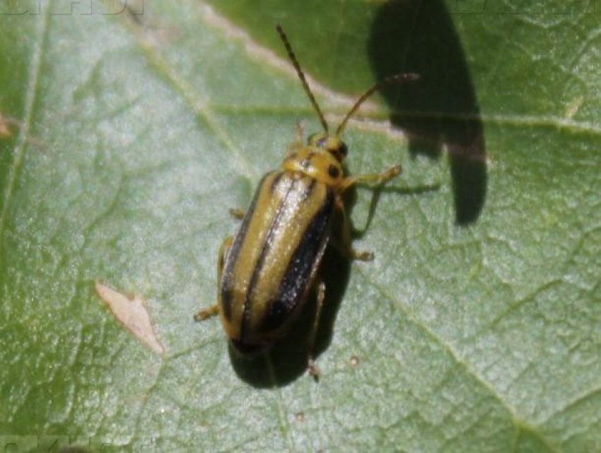 В Волжском снова травят пожирателей листьев