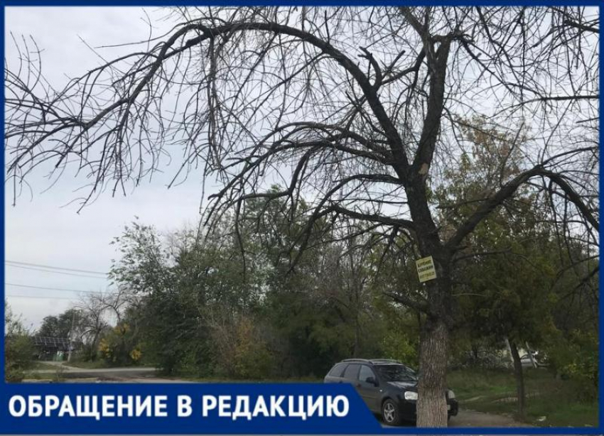 «Сухостой у входа в магазин может обернуться бедой», - волжанин об опасном соседстве