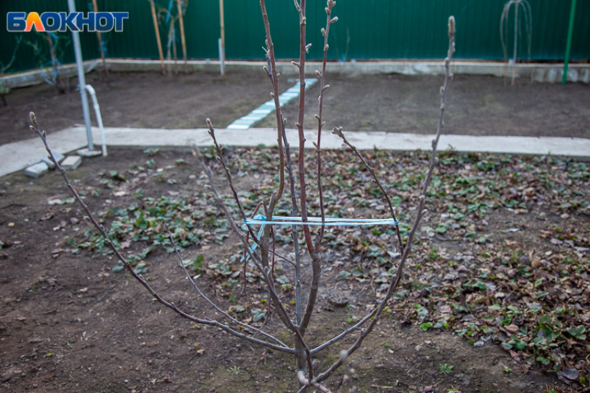 14 важных дел в саду в марте: план весенних работ для волжан