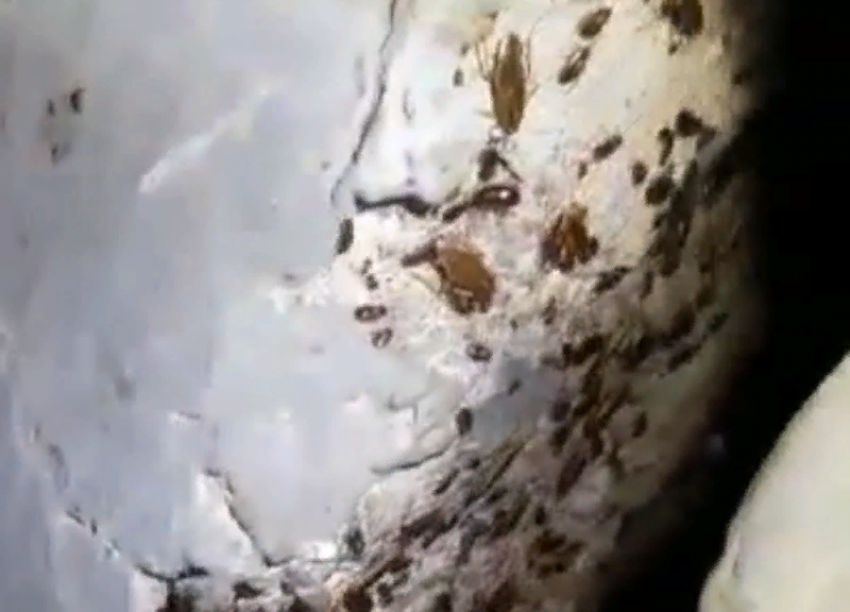 Глобальных масштабов достигло нашествие тараканов в Волжском, считают местные 