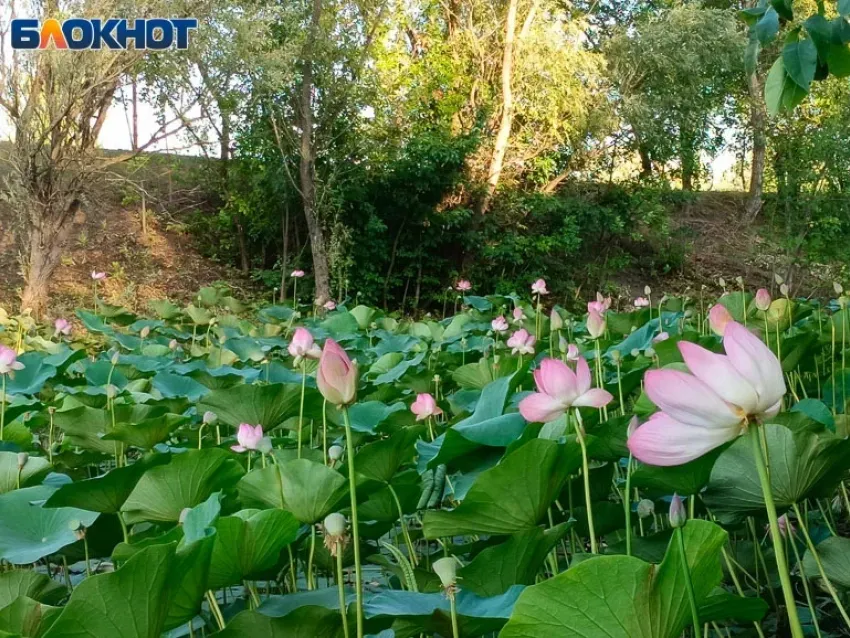 Цветок, рожденный солнцем: где недалеко от Волжского можно увидеться краснокнижное растение, считающимся святым в Древнем Египте