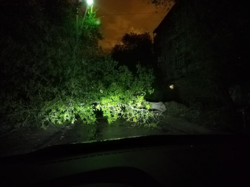 В Волжском на проезжую часть рухнуло дерево: фото