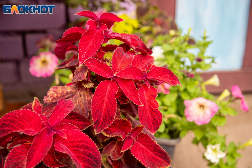 Теплая, но пасмурная пятница пришла в Волжский