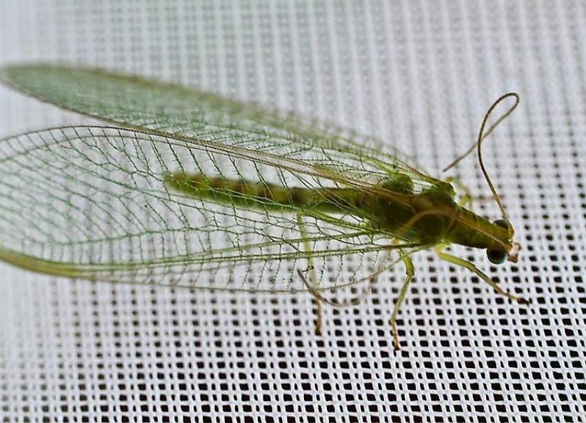 В Волжском просыпаются зубастые насекомые