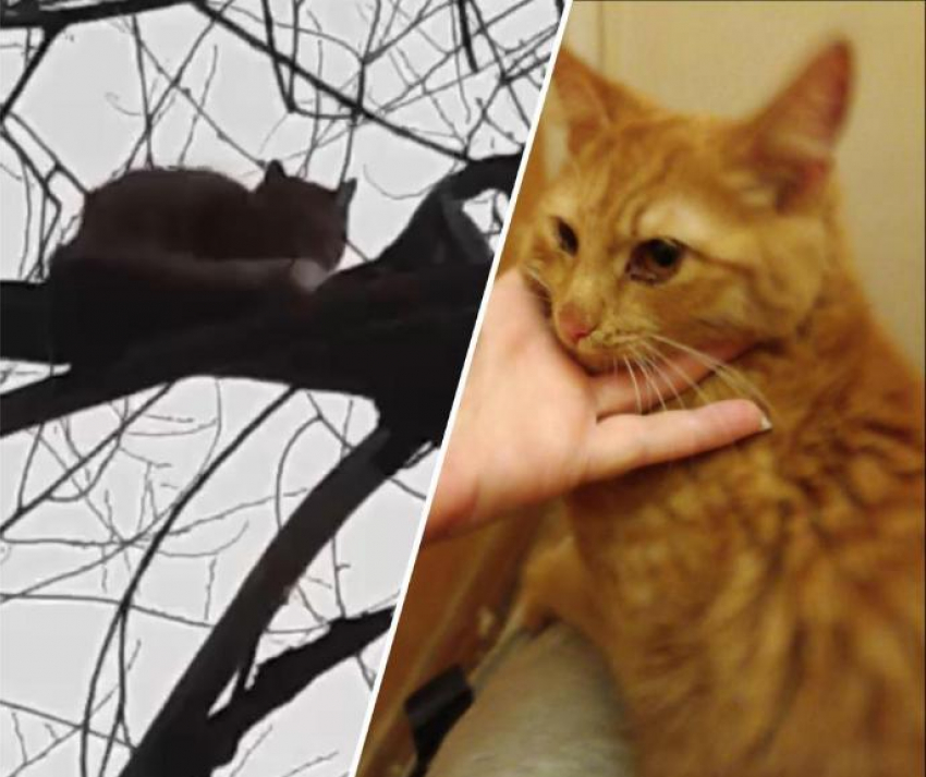 Как котенка с дерева спасали всем Волжским, и почему ни одна служба не помогла