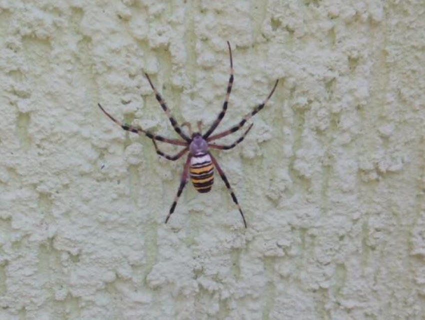 Хищного паука с окрасом осы встретила волжанка на острове Зеленый