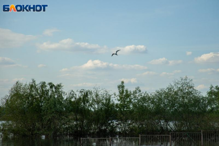 Жителям Волжского разрешили охотиться на барсука