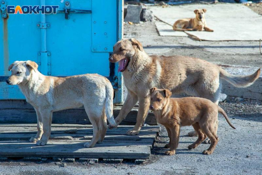 В большинстве дворов Волжского есть агрессивные собаки