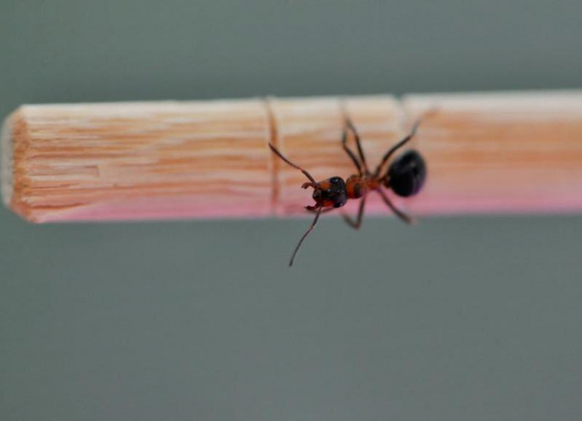 Атакуют муравьи? Роспотребнадзор рассказал как защитить жилое помещение от домовых муравьев