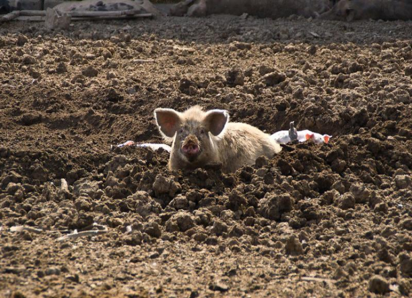 В Волгоградской области ввели карантин из-за африканской чумы свиней