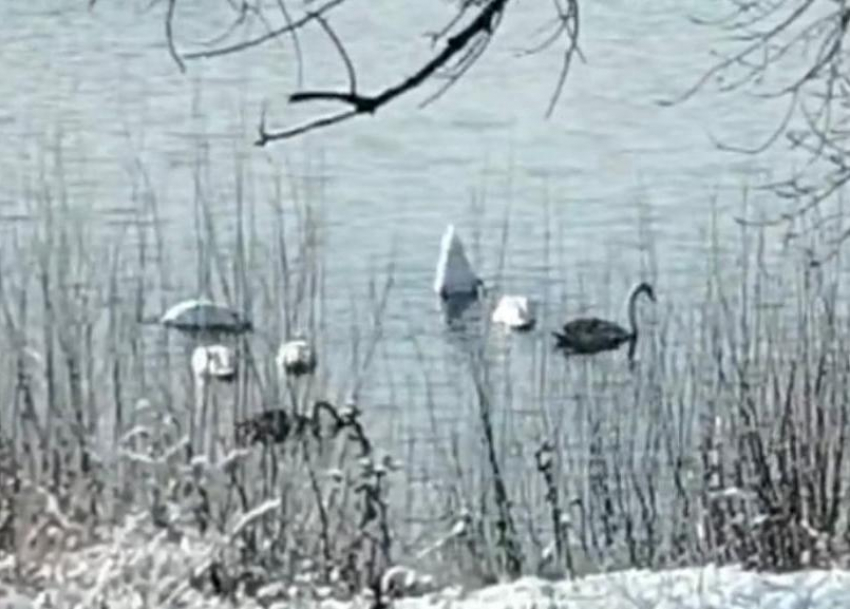 Белоснежные гости на Ахтубе: житель села Заплавное снял на видео стаю лебедей