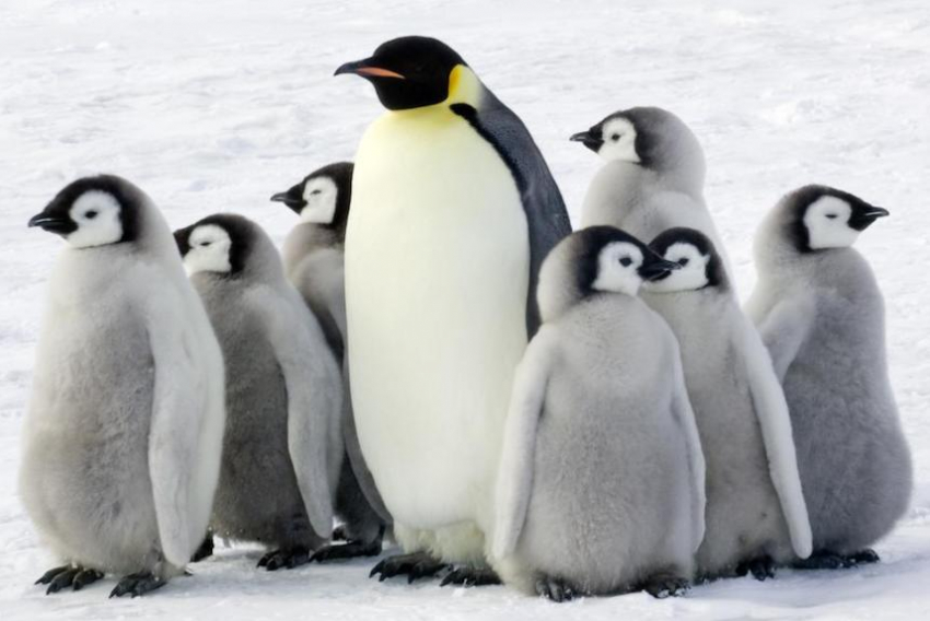 21 градус «минуса» обещают волжанам в День осведомленности о пингвинах