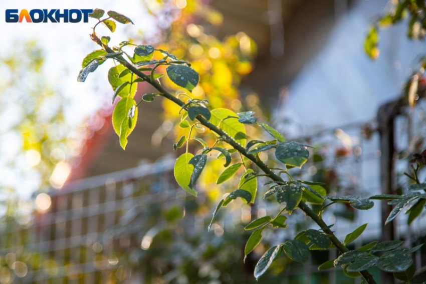 Утром – солнце, ночью – дождь: прогноз погоды в Волжском