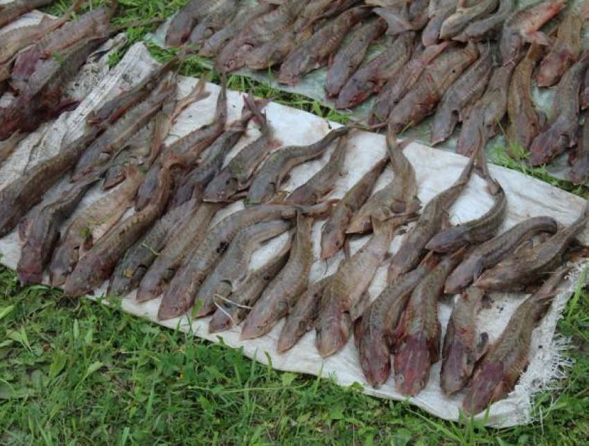 200 килограммов ценной рыбы выловили двое волжан