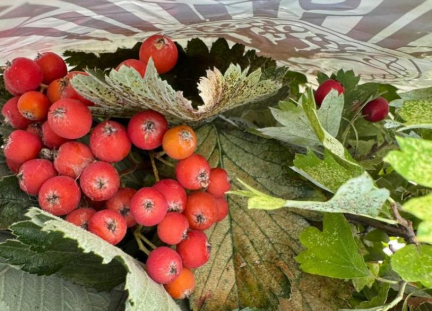 День Рябины: народные приметы и традиции