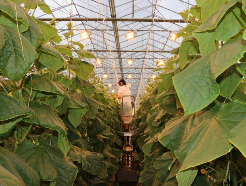 Современная развивающаяся компания примет в команду овощеводов