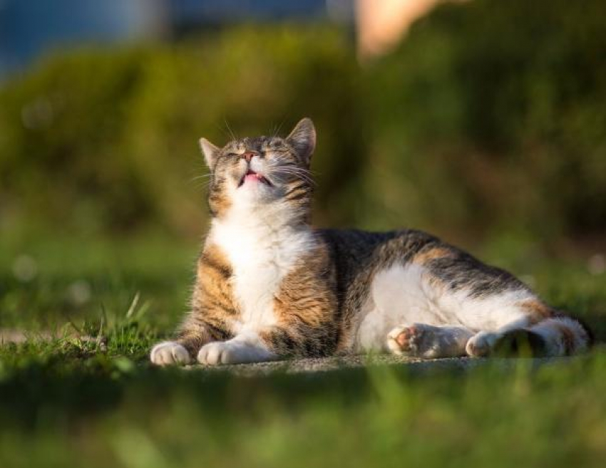 Теплый осенний выходной спрогнозировали в день памяти Сергия Радонежского в Волжском