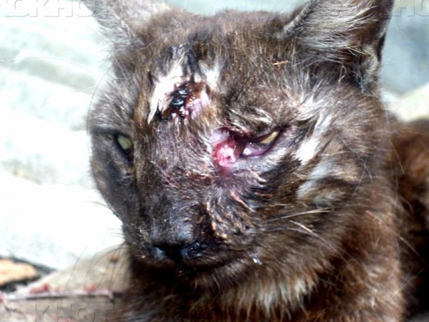 В Волжском кошка умирала с голоду из-за разбитой морды