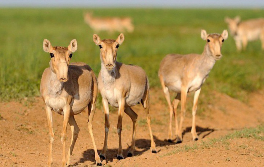 В Палласовском районе 58-летний мужчина незаконно отстреливал сайгаков 