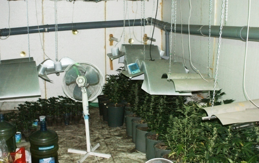 Волгоградец организовал в квартире настоящий ботанический сад с коноплей
