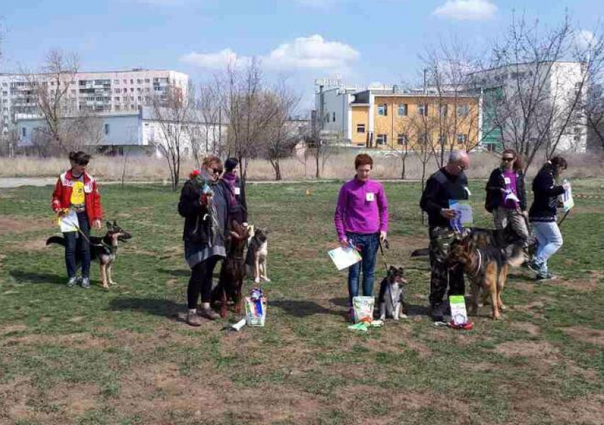 Самые послушные собаки состязались в Волжском