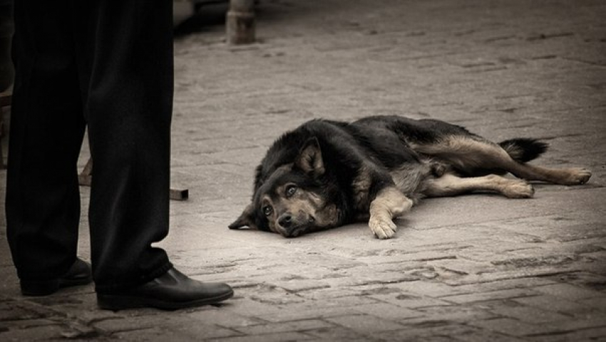 Волжане мучают животных из-за низкого уровня развития