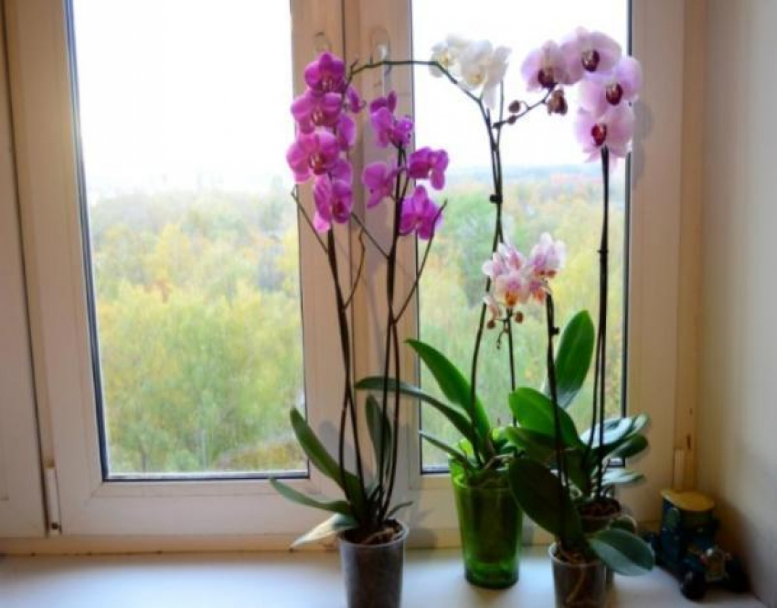 В Волжском будут разводить орхидеи