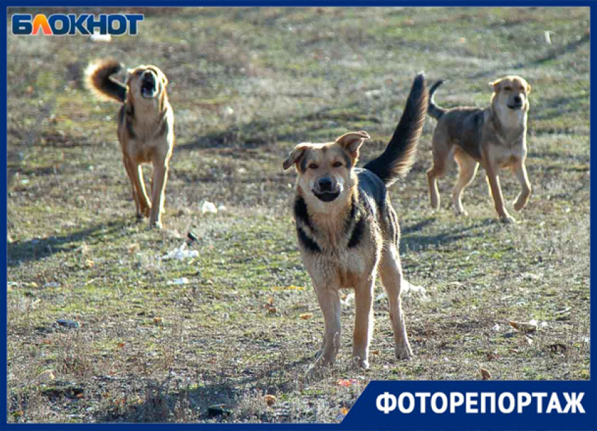 Злые, потому что несчастные: стаи бездомных собак на улицах Волжского