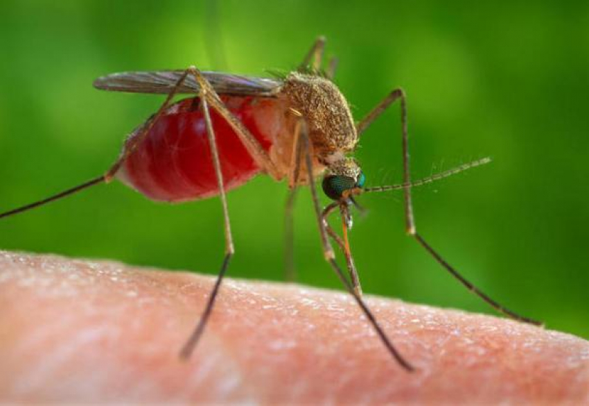 В Волго-Ахтубинской пойме начали травлю мошек и комаров с воздуха
