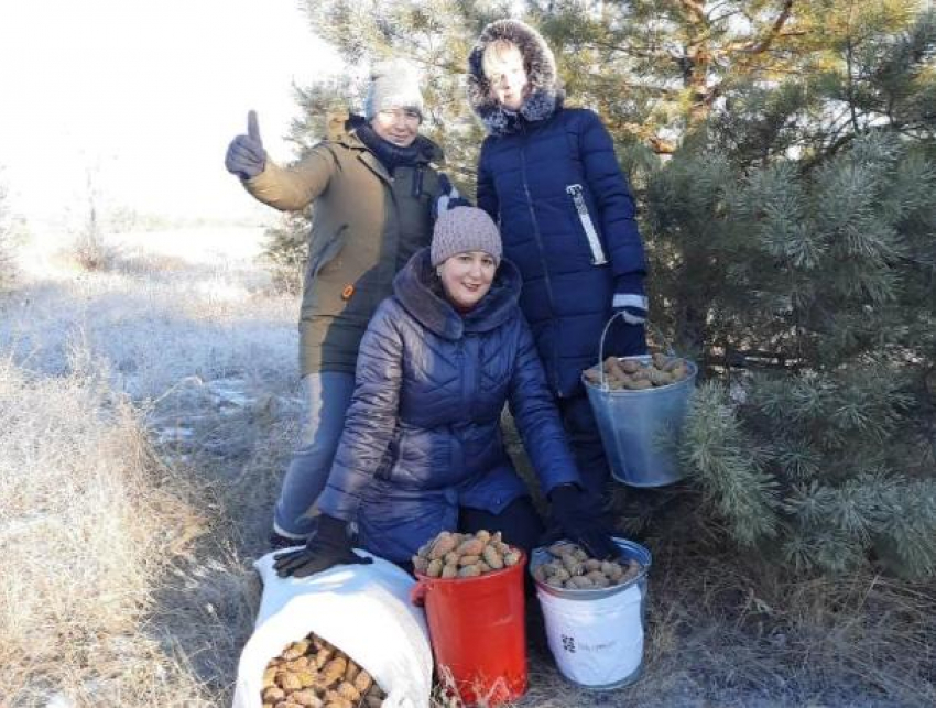 В регионе идет сбор шишек крымской и обыкновенной сосен 