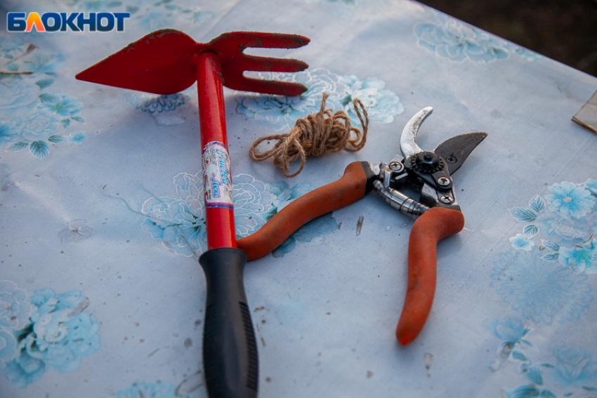 Сентябрьские заботы садовода: шпаргалка для волжских дачников