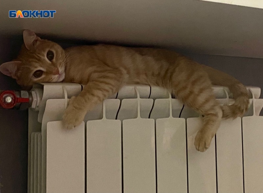 Коты мерзнут на волжских батареях: во многих квартирах отопления еще нет