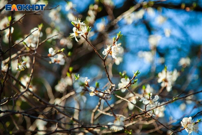 На полив и побелку деревьев в Волжском направят более 18 миллионов рублей