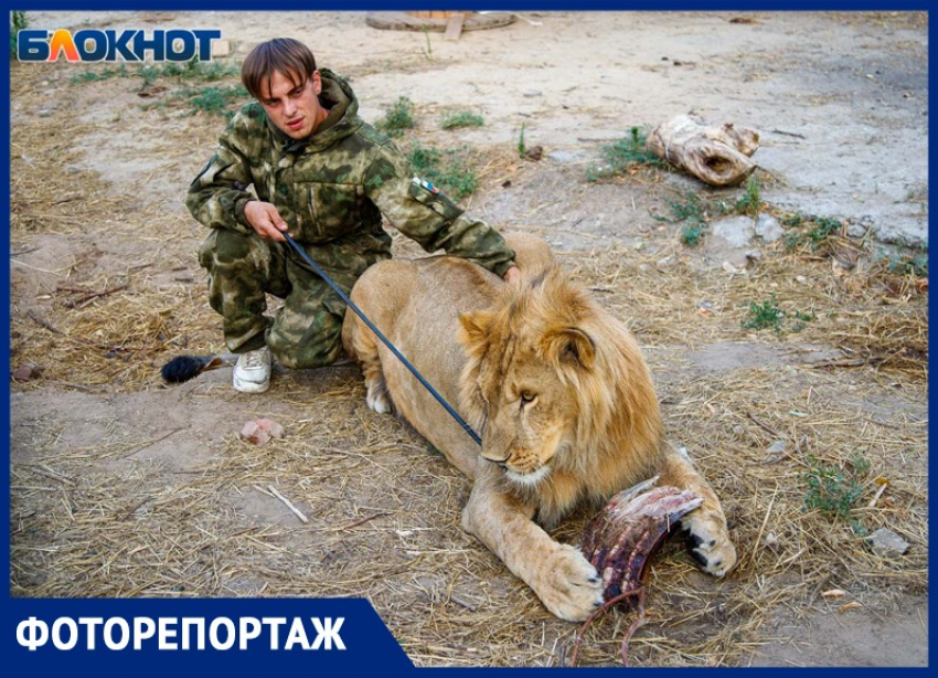 Как победить ЗооАД? Почему люди истребляют львов ради трофея и заключают диких животных в «концлагеря»