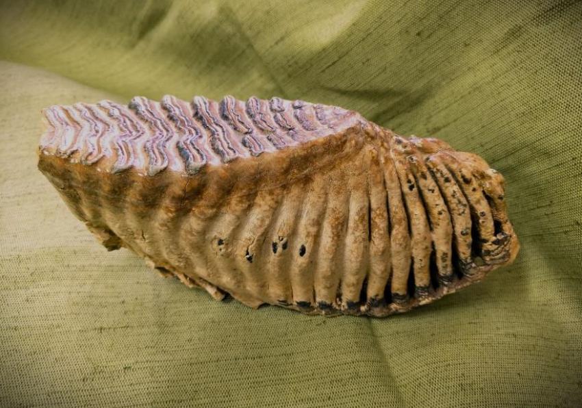 Рыбак нашел зуб мамонта на берегах Волги