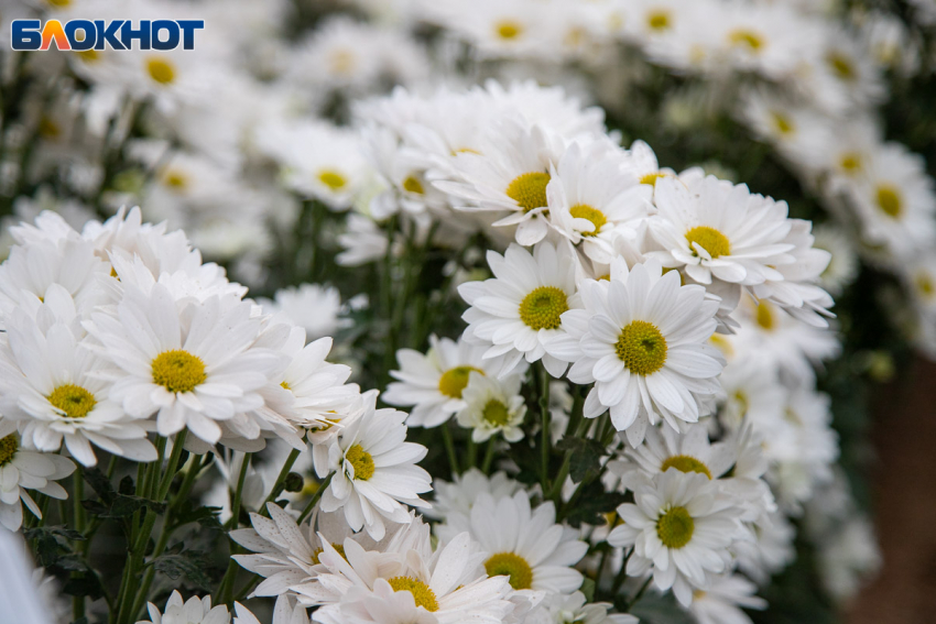 Волжский - в лидерах по любви: в регионе третий год браков больше, чем разводов