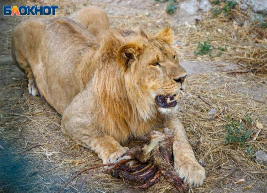 Предпочитают свежее мясо: парочка львов поселилась в окрестностях Волжского