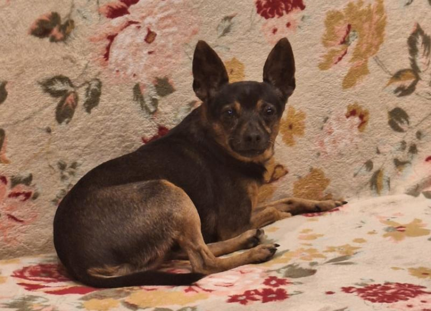 В Волжском разыскивается маленькая собачка: дети ждут любимца домой