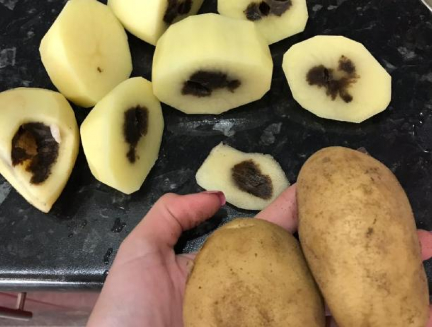 Нутро картофеля первого сорта из волжской «Ленты» сгнило