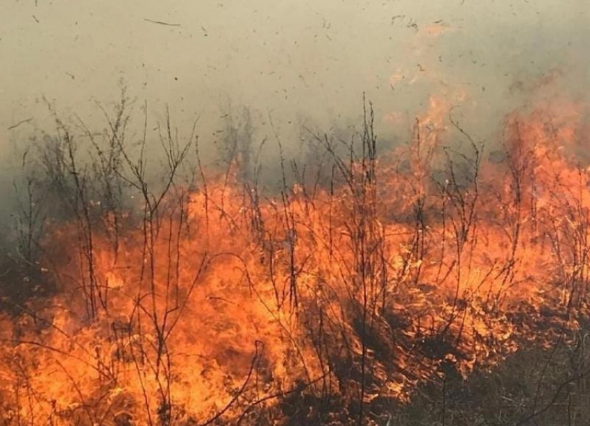 Решила сгореть заранее: пойму в Волгоградской области уже охватили пожары