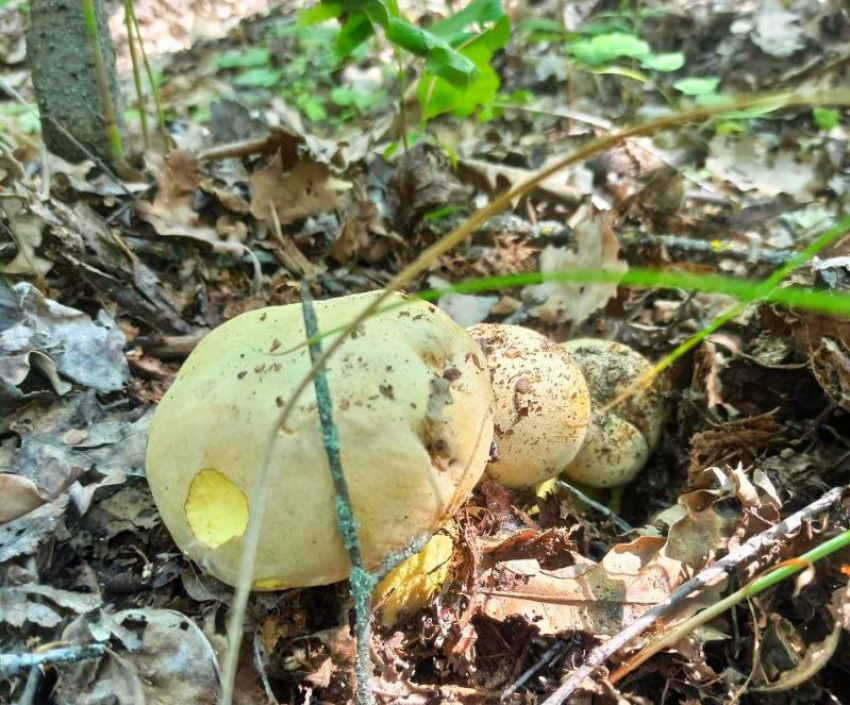 Полицейские вызволили из лесной ловушки пенсионера-грибника в Краснослободске