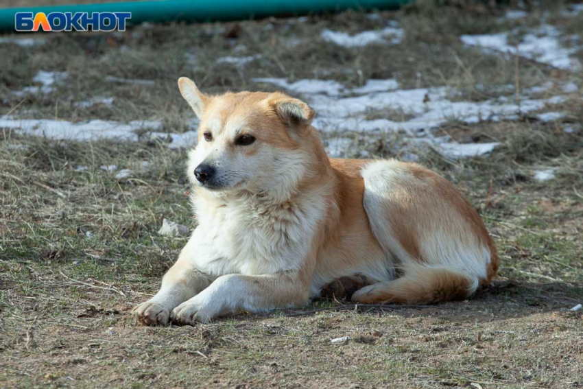 «Собачий беспредел» у школы № 32 в Волжском: дети и жители микрорайона в опасности