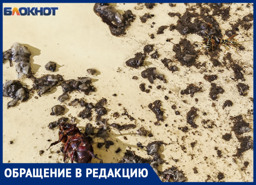 Травили тараканов, а убили веру в людей: жители Волжского недовольны работой местной фирмы