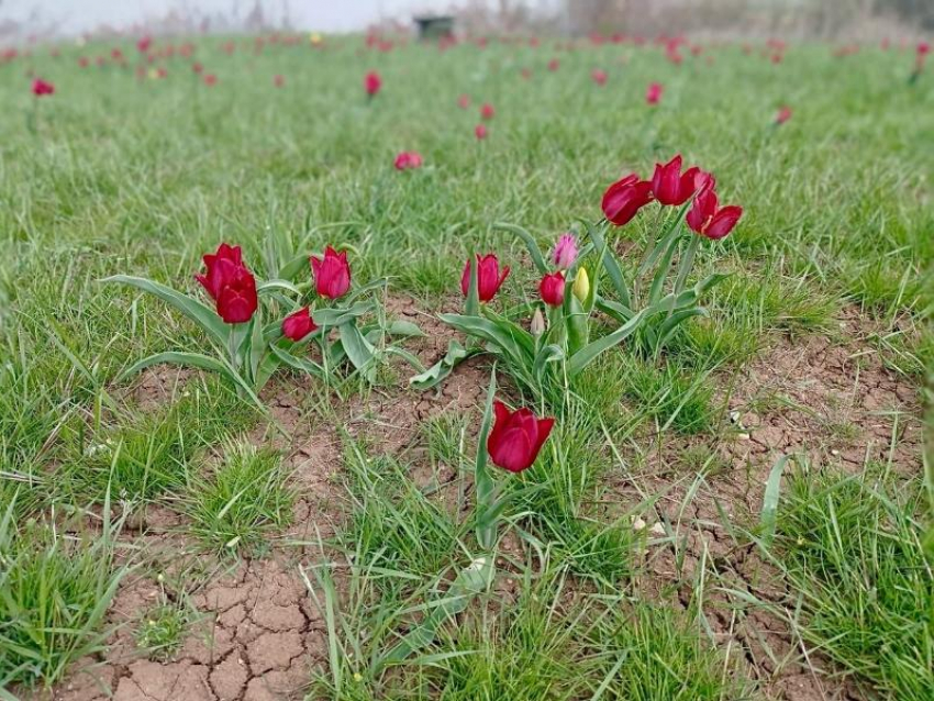 Весеннее чудо: в Волгоградской области расцвели краснокнижные тюльпаны