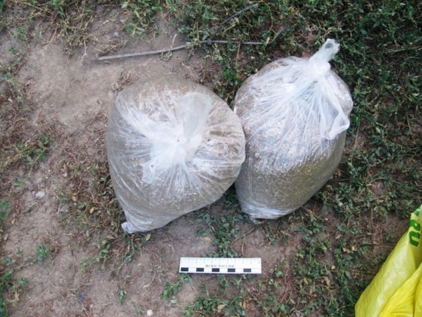 Волжский драгдилер носил с собой 3 000 доз марихуаны