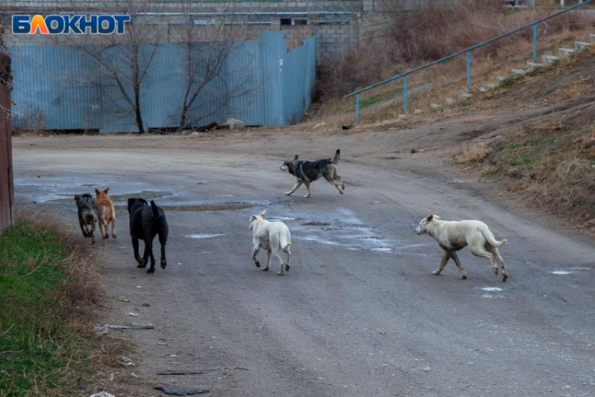 «Давно бы постреляли их»: жители Волжского уверены, что чипирование собак не гарантирует безопасность