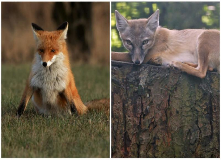 В окрестностях Волжского обитают лисы: установлены 2 вида