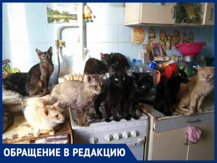 "У соседки в квартире много кошек - вонь стоит ужасная",-волжанка