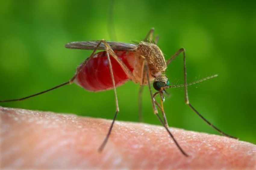 Жители Волжского могут избавиться от мошки и комаров собственноручно 