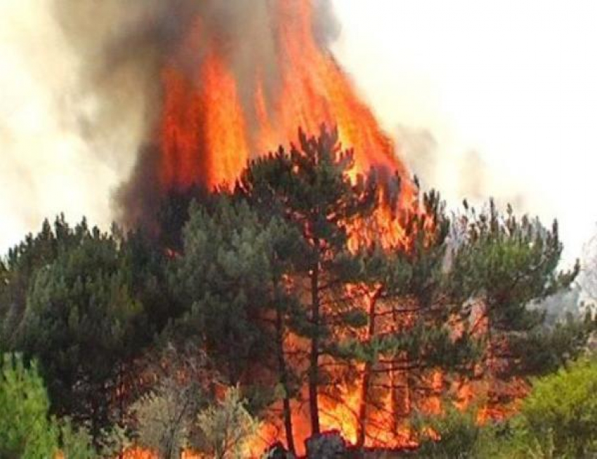 Еще две недели волжанам запрещено посещать лес